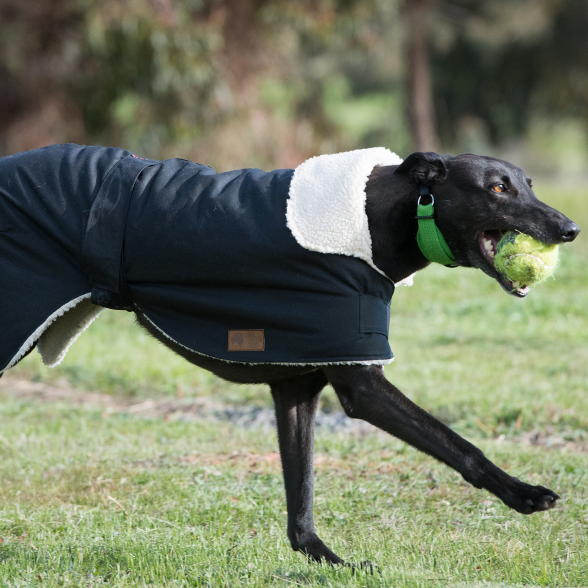 Greyhound dog cheap coats